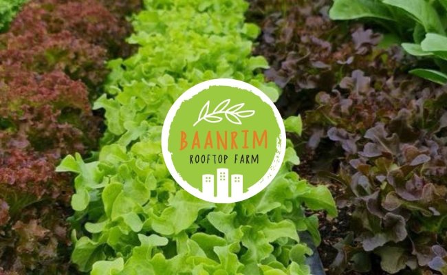 COVER_ Baanrim Rooftop Farm (1)